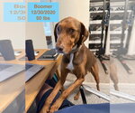 Small #1 Doberman Pinscher-Rhodesian Ridgeback Mix
