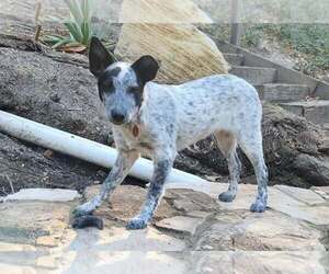 Shelby - Female Mutt Dog for Adoption - Photo #5