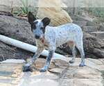 Small Photo #5 Mutt Puppy For Sale in Paso Robles, CA, USA