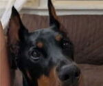 Ranger - Male Doberman Pinscher Puppy for Sale - Photo #9