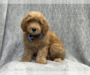 Goldendoodle Puppy for sale in LAKELAND, FL, USA