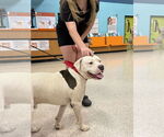 Small #3 American Pit Bull Terrier-American Staffordshire Terrier Mix
