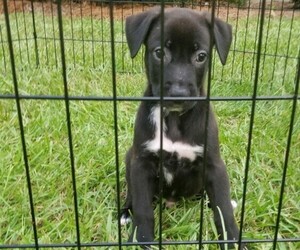 American Staffordshire Terrier Puppy for sale in AUGUSTA, GA, USA