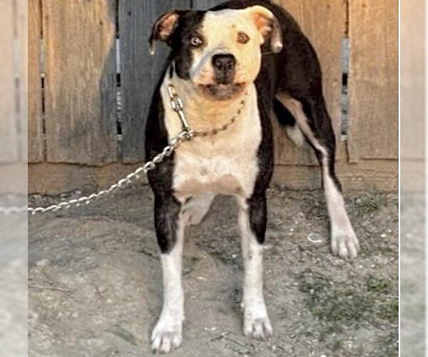 Medium Photo #1 Staffordshire Bull Terrier Puppy For Sale in Houston, TX, USA