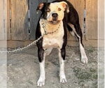 Small Staffordshire Bull Terrier