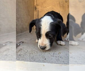 Mutt Dogs for adoption in Oklahoma City, OK, USA