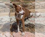 Small #6 American Pit Bull Terrier-Australian Shepherd Mix