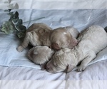 Small #3 Goldendoodle