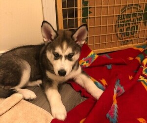 Siberian Husky Puppy for sale in STAMPING GROUND, KY, USA