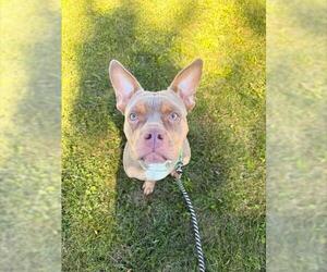 Mutt Dogs for adoption in Center Township, PA, USA