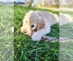 Small Photo #3 Goldendoodle Puppy For Sale in CORRYTON, TN, USA
