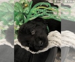 Small Photo #6 Newfoundland Puppy For Sale in TREMONTON, UT, USA
