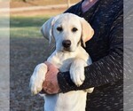 Small Photo #4 Labrador Retriever Puppy For Sale in TAFT, TN, USA