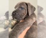 Small Photo #5 Cane Corso Puppy For Sale in MIAMI, FL, USA