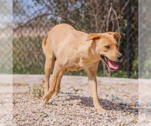 Labrador Retriever Dogs for adoption in Waco, TX, USA
