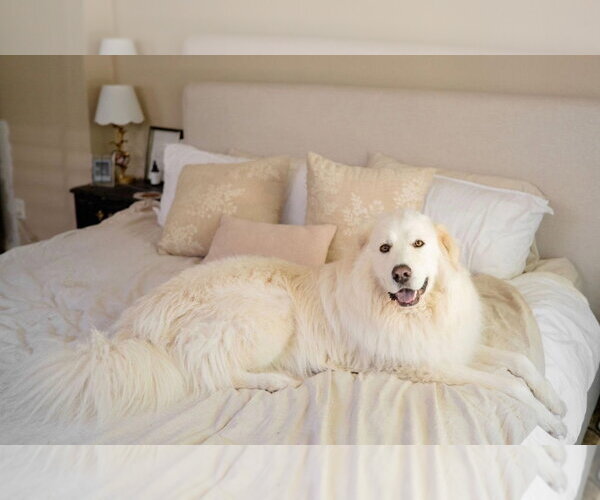 Medium Photo #8 Great Pyrenees-Unknown Mix Puppy For Sale in Dallas, TX, USA