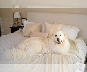 Bailey - Male Great Pyrenees-Unknown Mix Dog for Adoption - Photo #8