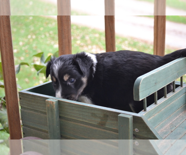 Medium Photo #3 Border Collie Puppy For Sale in GREENWOOD, WI, USA