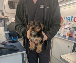 Yorkshire Terrier Puppy for Sale in TEMPLE HILLS, Maryland USA