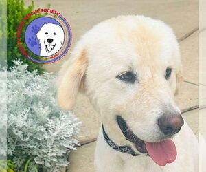 Great Pyrenees Dogs for adoption in Spring, TX, USA