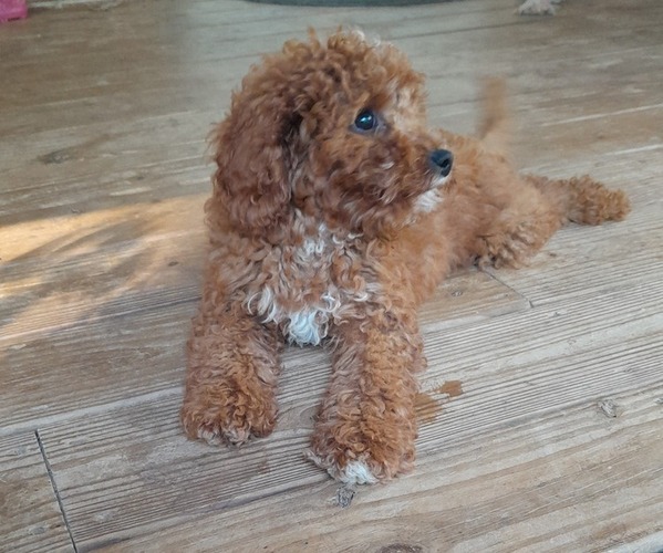 Medium Photo #5 Cavapoo Puppy For Sale in CLARKRANGE, TN, USA