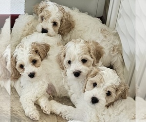 Cockapoo Puppy for sale in PITTSTOWN, NJ, USA