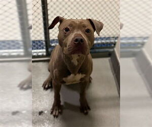 Mutt Dogs for adoption in Sanford, FL, USA