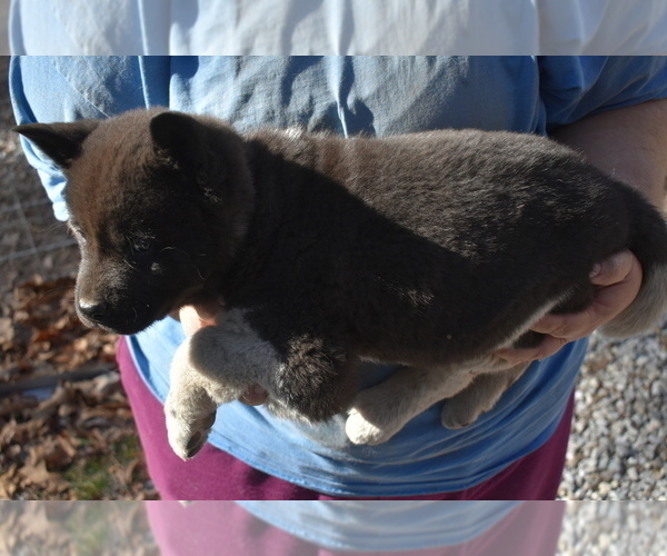 Medium Photo #5 Akita Puppy For Sale in LICKING, MO, USA