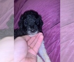 Small Photo #22 Poodle (Standard) Puppy For Sale in LEXINGTON, SC, USA