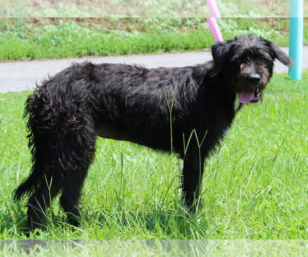 Medium Photo #4 Mutt Puppy For Sale in Prattville, AL, USA
