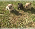 Small Photo #1 French Bulldog Puppy For Sale in CORAL GABLES, FL, USA