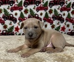 Small Photo #2 Thai Ridgeback Puppy For Sale in POTSDAM, NY, USA
