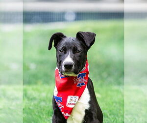Labrador Retriever-Unknown Mix Dogs for adoption in Unionville, PA, USA