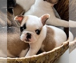 Small Photo #2 French Bulldog Puppy For Sale in VANCOUVER, WA, USA