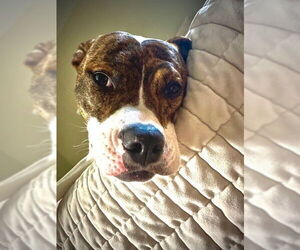 Flower **Courtesy Post** - Female Mutt Dog for Adoption - Photo #7