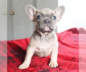 French Bulldog Puppy for sale in LANCASTER, PA, USA