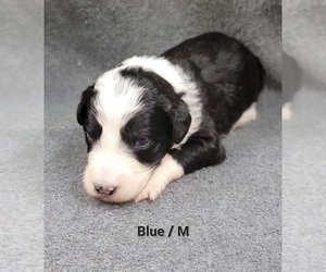 Sheepadoodle Puppy for sale in SEAMAN, OH, USA