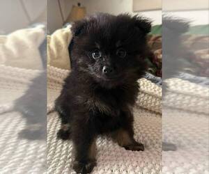 Medium Pomeranian