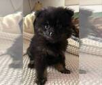 Puppy 4 Pomeranian