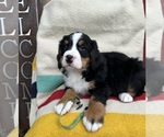 Puppy Grady Bernese Mountain Dog