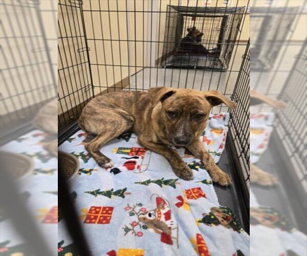 Medium Photo #1 Mutt Puppy For Sale in Texas City, TX, USA