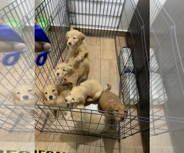 Medium Photo #1 Golden Retriever Puppy For Sale in SAN DIEGO, CA, USA