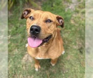 Redbone Coonhound-Rhodesian Ridgeback Mix Dogs for adoption in Camarillo, CA, USA
