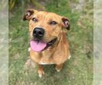 Small Redbone Coonhound-Rhodesian Ridgeback Mix