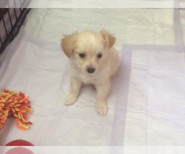 Medium Photo #1 Malchi Puppy For Sale in LAS VEGAS, NV, USA
