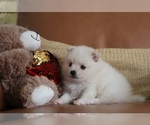 Small Photo #3 Pomeranian Puppy For Sale in SUGAR LAND, TX, USA
