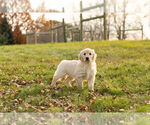 Small Photo #8 Golden Retriever Puppy For Sale in WARSAW, IN, USA