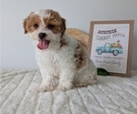 Small Photo #17 Poovanese Puppy For Sale in GOSHEN, IN, USA