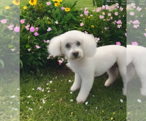 Medium Photo #19 Bichon Frise Puppy For Sale in Plantation, FL, USA