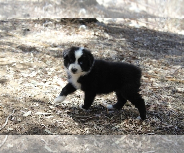 Medium Photo #12 Australian Shepherd Puppy For Sale in ACTON, CA, USA